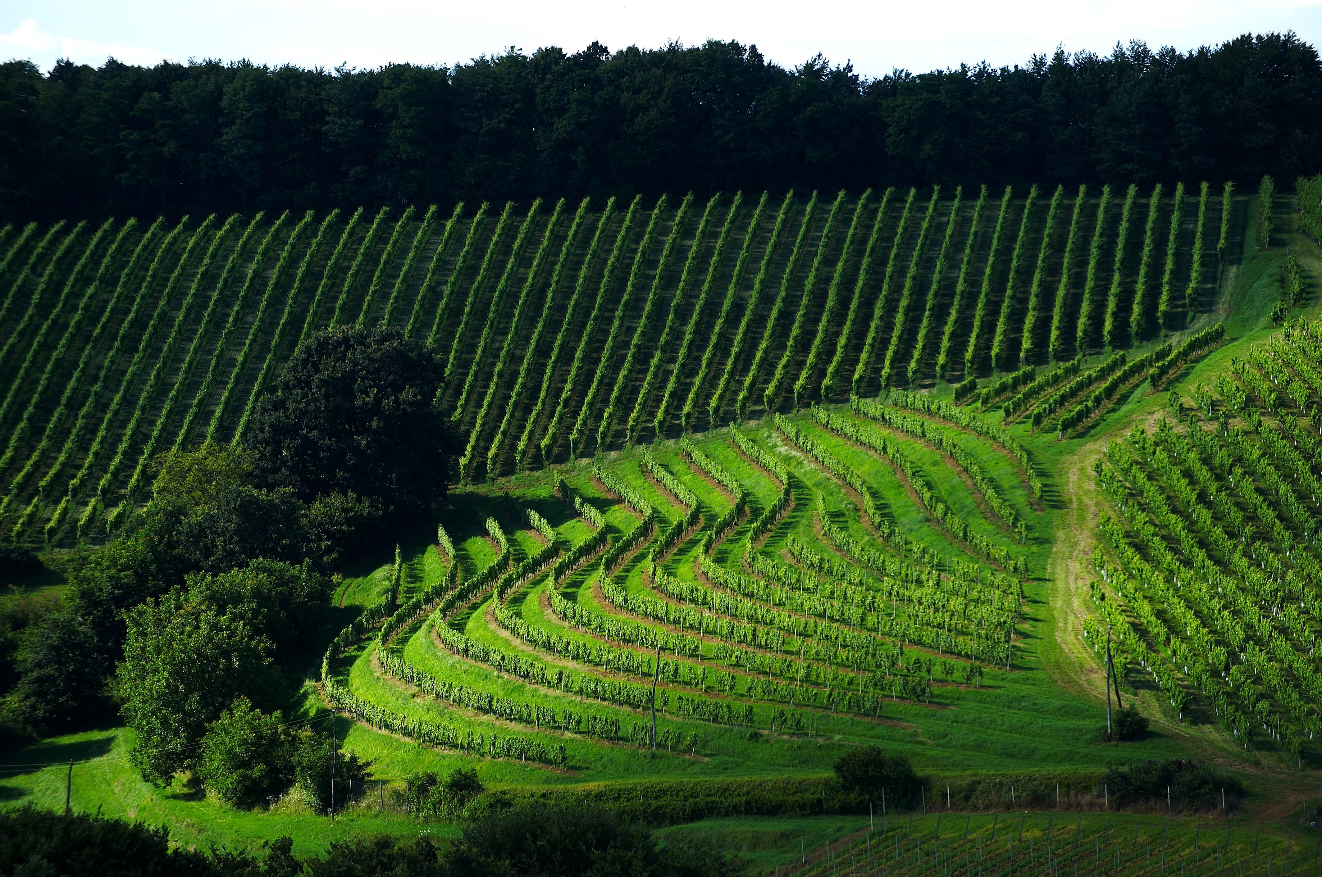 Wein- & Genussreise Slowenien | 25. bis 30. Mai 2026