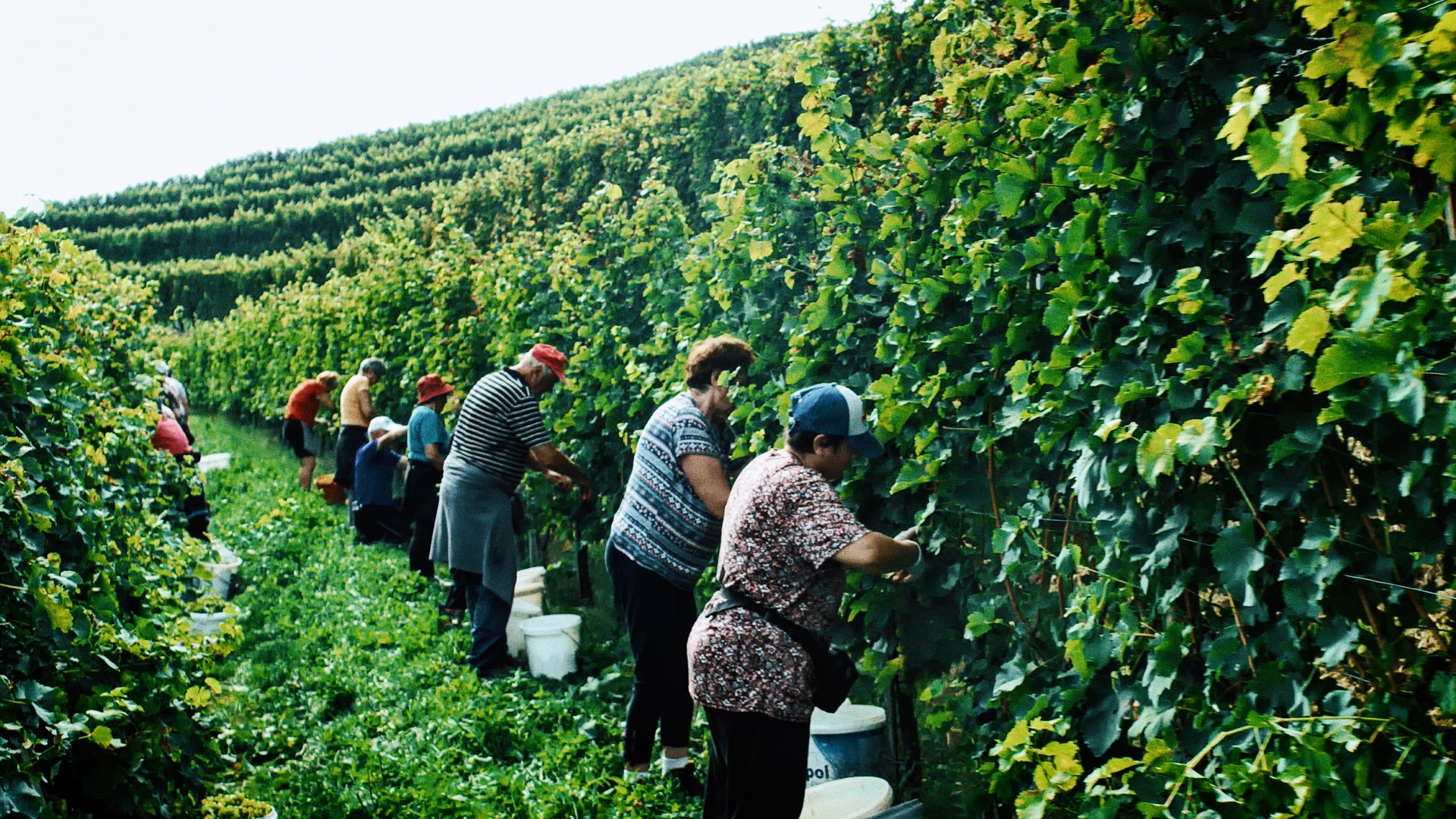 Wein- & Genussreise Slowenien | 25. bis 30. Mai 2026